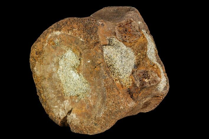 Ankylosaur Vertebra - Alberta (Disposition #-) #111083